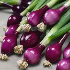 Welldales 50 Winter Hardy British Purple Spring Onion Seeds Fast Harvest UK Bunching