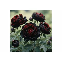 Magnificent Peony Bulbs in Bulk: Hardy Perennial Peony Bushes for Garden Ready to Plant Garden Displays【Nyugs】-K-1 Bulb