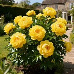 UK Hardy Perennial Peony Bulbs - Low Maintenance- Pollinator Friendly - Grow in Beds, Borders & Patio Pots - Excellent Display-E-1 Bulb