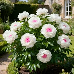 UK Hardy Perennial Peony Bulbs - Low Maintenance- Pollinator Friendly - Grow in Beds, Borders & Patio Pots - Excellent Display-F-4 Bulbs