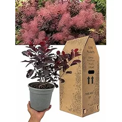 Cotinus Royal Purple Smoke Bush in 3Ltr Pot – Stunning Purple Foliage Plant, Hardy Deciduous Shrub for Gardens, Borders, Patio & Containers – Ornamental Smoke Tree, Fast Growing, UK Grown